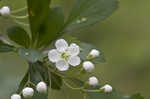 Littlehip hawthorn